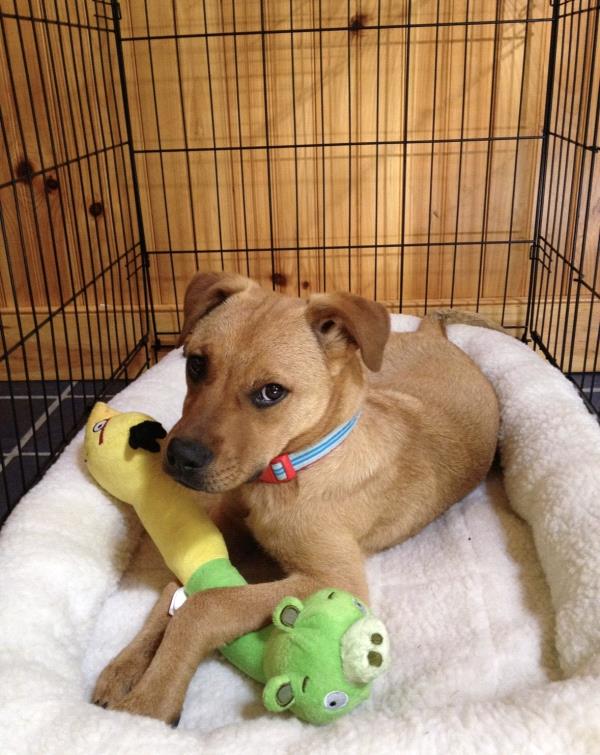/Images/uploads/Miss Nutfield Scholarship Program/miss-nutfield-pet-photo-contest/entries/30860thumb.jpg